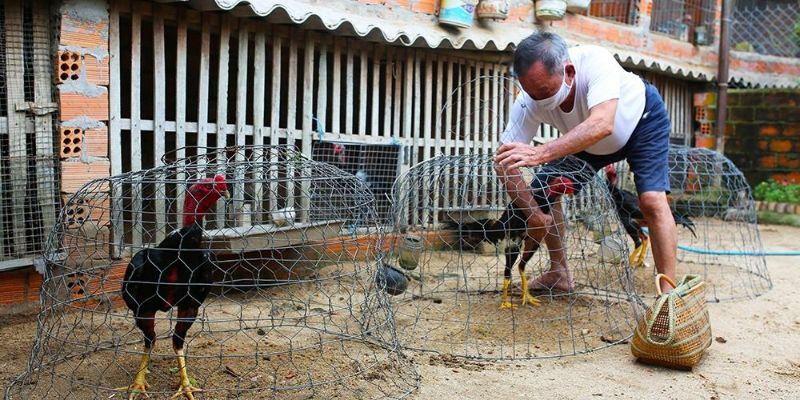 Để chiến kê có sức chiến đấu, kỹ thuật nuôi gà đá rất quan trọng khi tham gia sảnh cược Đá gà WW88 